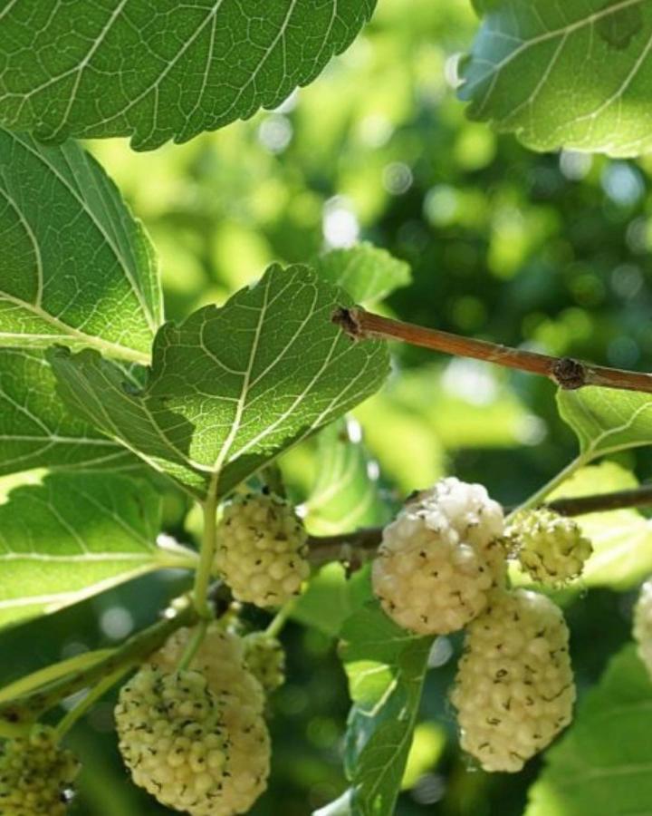 Willa Agriturismo Le Fornase Castelnuovo del Garda Zewnętrze zdjęcie